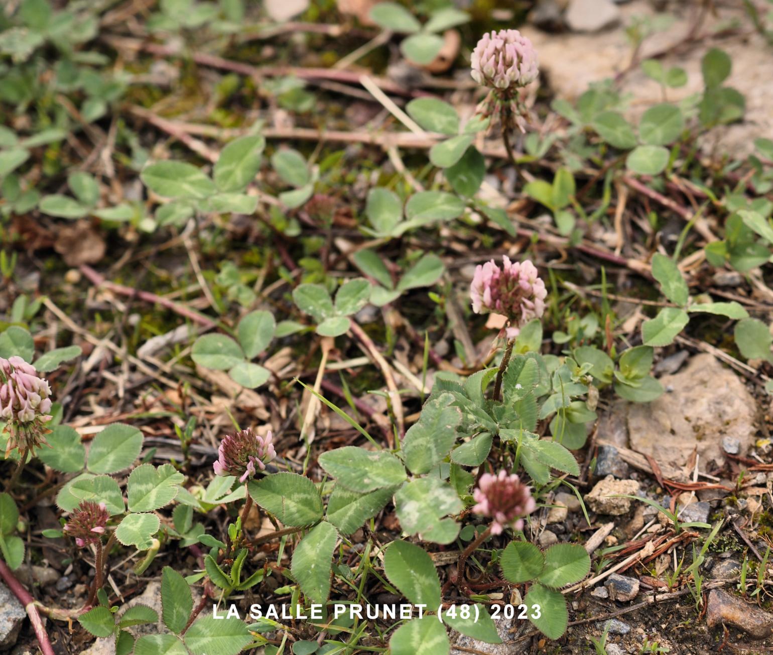 Clover, Prostrate